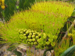Combretum fruticosum