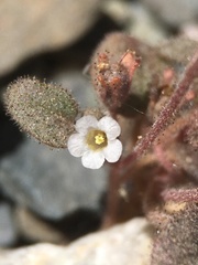 Phacelia barnebyana