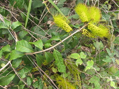 Combretum fruticosum