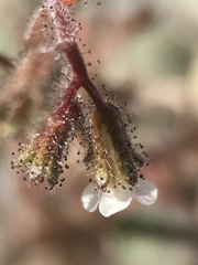Phacelia barnebyana