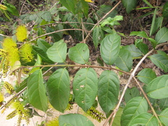 Combretum fruticosum