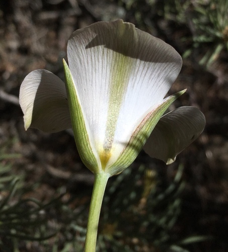 Image of Calochortus panamintensis by (c) Matt Berger, some rights reserved (CC BY)