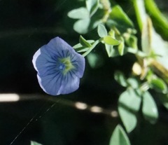 Linum bienne