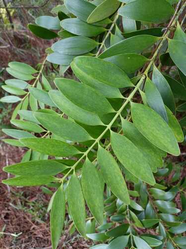 Koghis kauri (Agathis lanceolata)