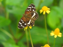 Anthanassa argentea