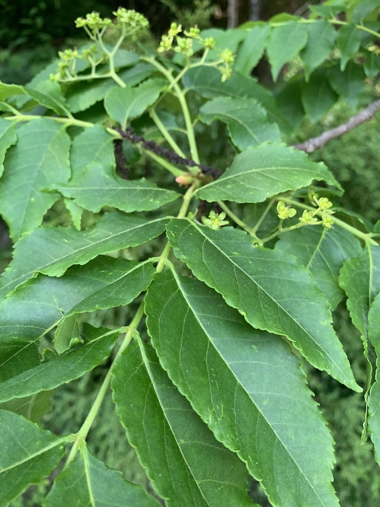 Nigaki (Picrasma quassioides)
