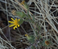 Heterotheca sessiliflora