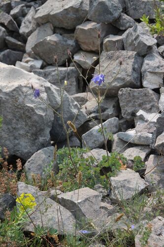 Aquilegia viscosa, photograph 1
