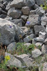 Aquilegia viscosa, photograph Olivier Argagnon, CC BY, iNaturalist via GBIF