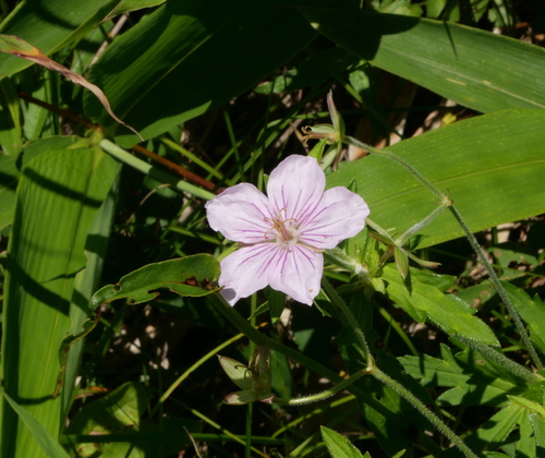 Geranium krameri iNat (2)