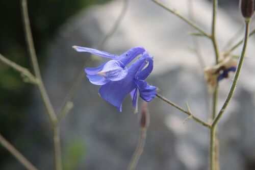 Aquilegia viscosa, photograph 2