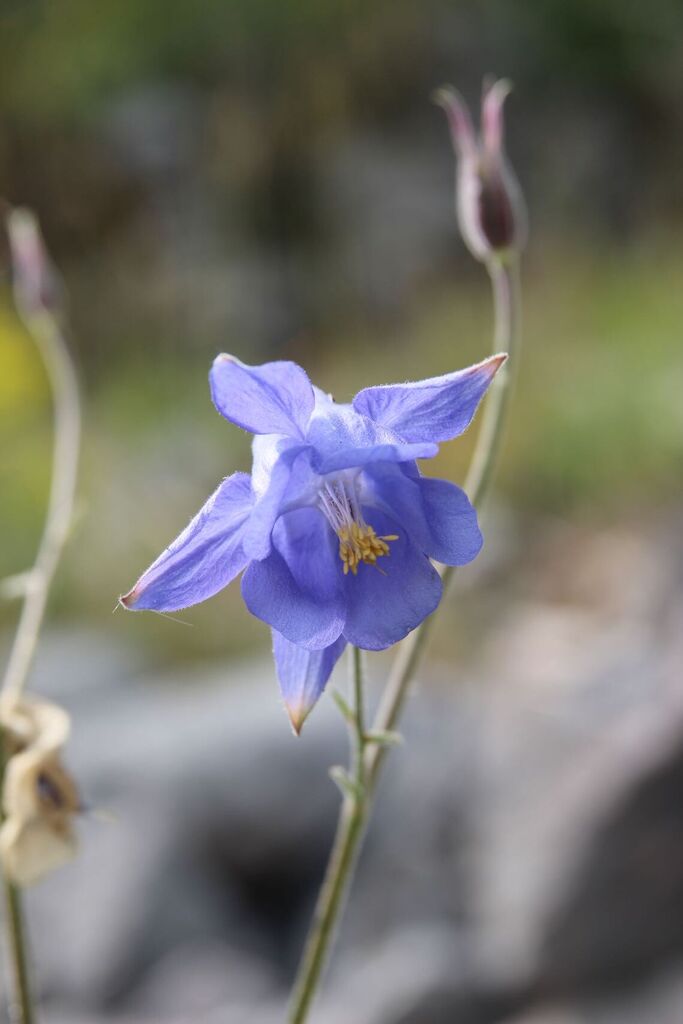 Aquilegia hirsutissima
