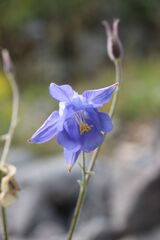 Aquilegia viscosa, photograph Olivier Argagnon, CC BY, iNaturalist via GBIF