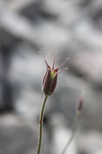 Aquilegia viscosa, photograph 5