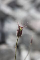 Aquilegia viscosa, photograph Olivier Argagnon, CC BY, iNaturalist via GBIF