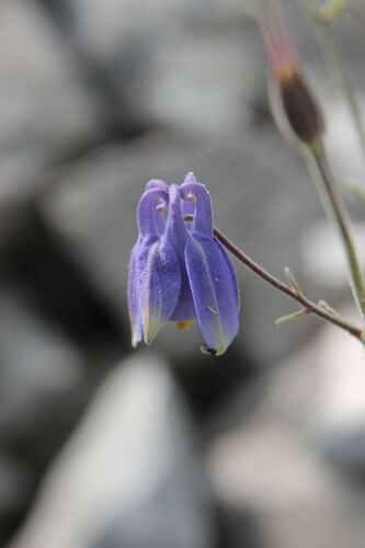 Aquilegia viscosa, photograph 4