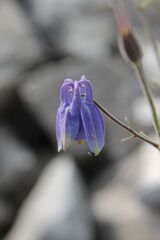 Aquilegia viscosa, photograph Olivier Argagnon, CC BY, iNaturalist via GBIF