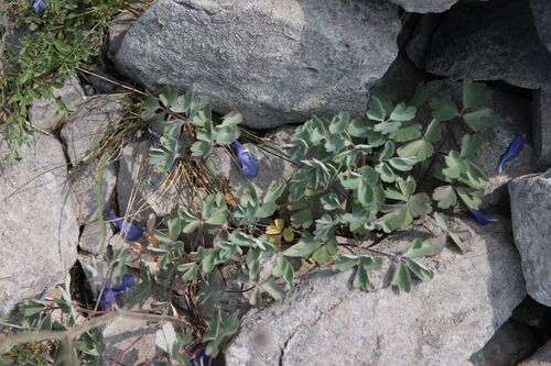 Aquilegia viscosa, photograph 6