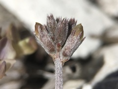 Astragalus platytropis