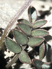 Astragalus platytropis