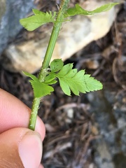Polystichum scopulinum