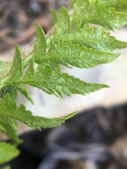 Polystichum scopulinum