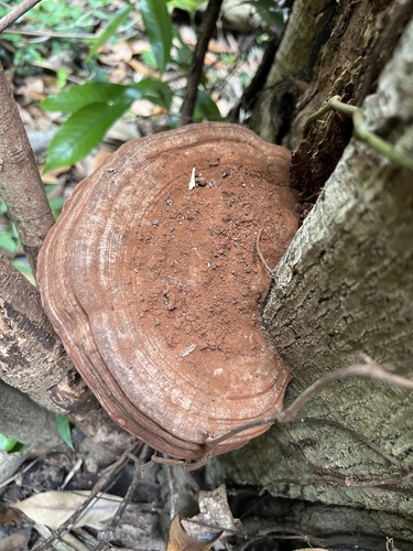 Ganoderma australe