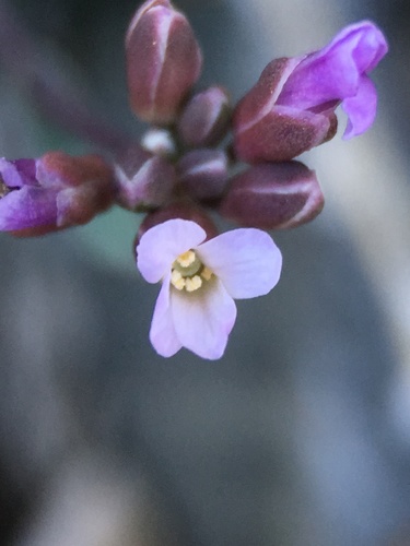 Image of Spring Mountains Rockcress (Boechera nevadensis) by (c) Matt Berger, some rights reserved (CC BY)