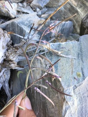 Boechera nevadensis