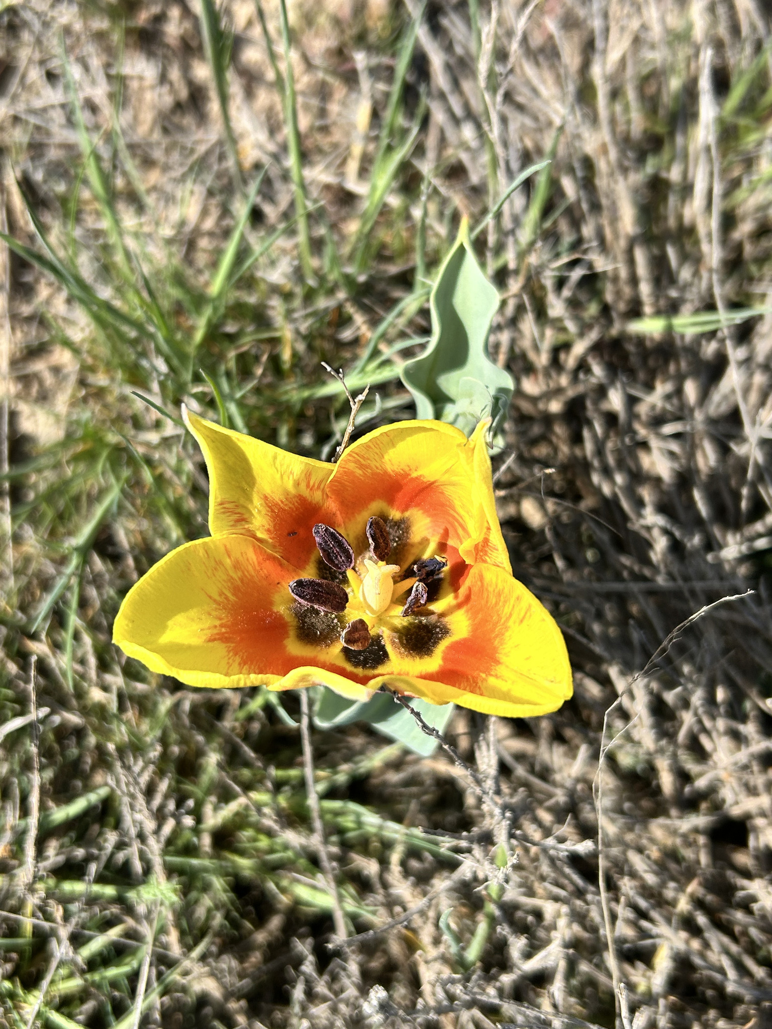 Tulipa alberti