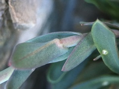 Boechera nevadensis