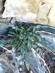 Boechera nevadensis