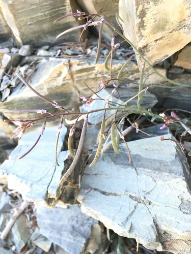Image of Spring Mountains Rockcress (Boechera nevadensis) by (c) Matt Berger, some rights reserved (CC BY)
