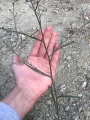 Symphyotrichum expansum