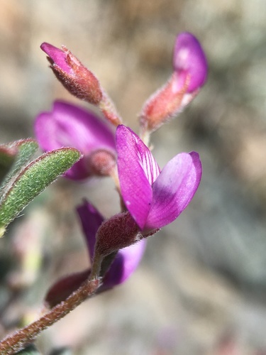 Image of Astragalus gilmanii by (c) Matt Berger, some rights reserved (CC BY)