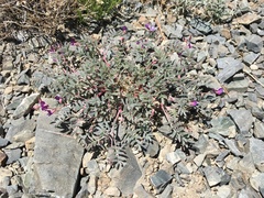 Astragalus gilmanii