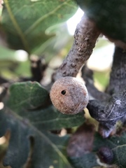 Burnettweldia washingtonensis