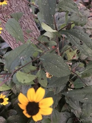 Sanvitalia procumbens