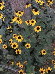 Sanvitalia procumbens