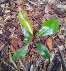 Myrsine kermadecensis