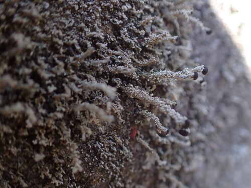 Stereocaulon japonicum