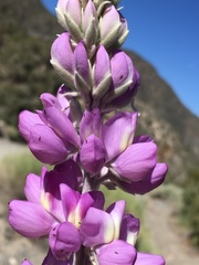 Lupinus magnificus magnificus