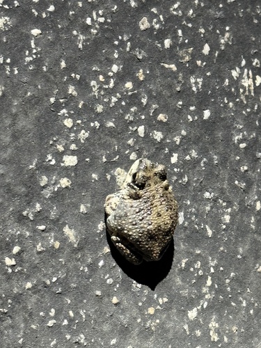 iNaturalist observation photo of Red-spotted Toad