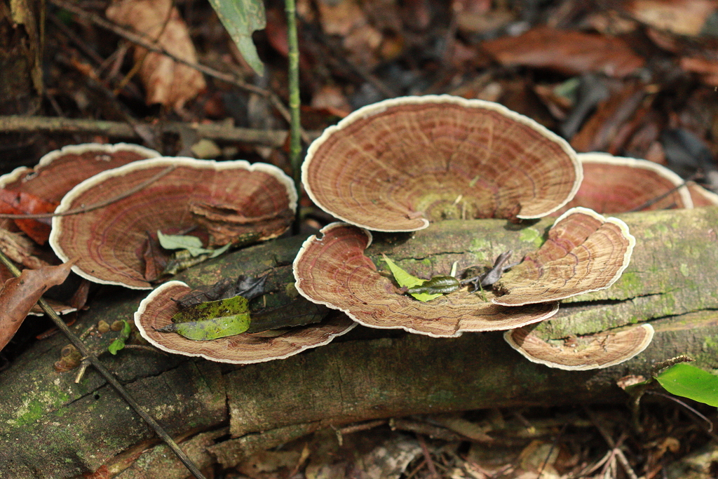 Hexagonia papyracea · June 2025 · photo: © carlosalexandreraposo (iNaturalist, cc-by-sa)