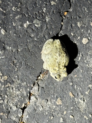 iNaturalist observation photo of Red-spotted Toad