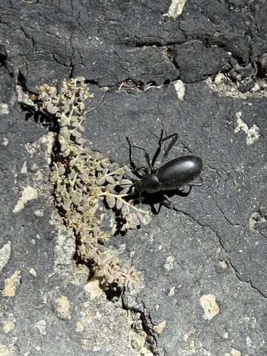 iNaturalist observation photo of Armored Stink Beetle