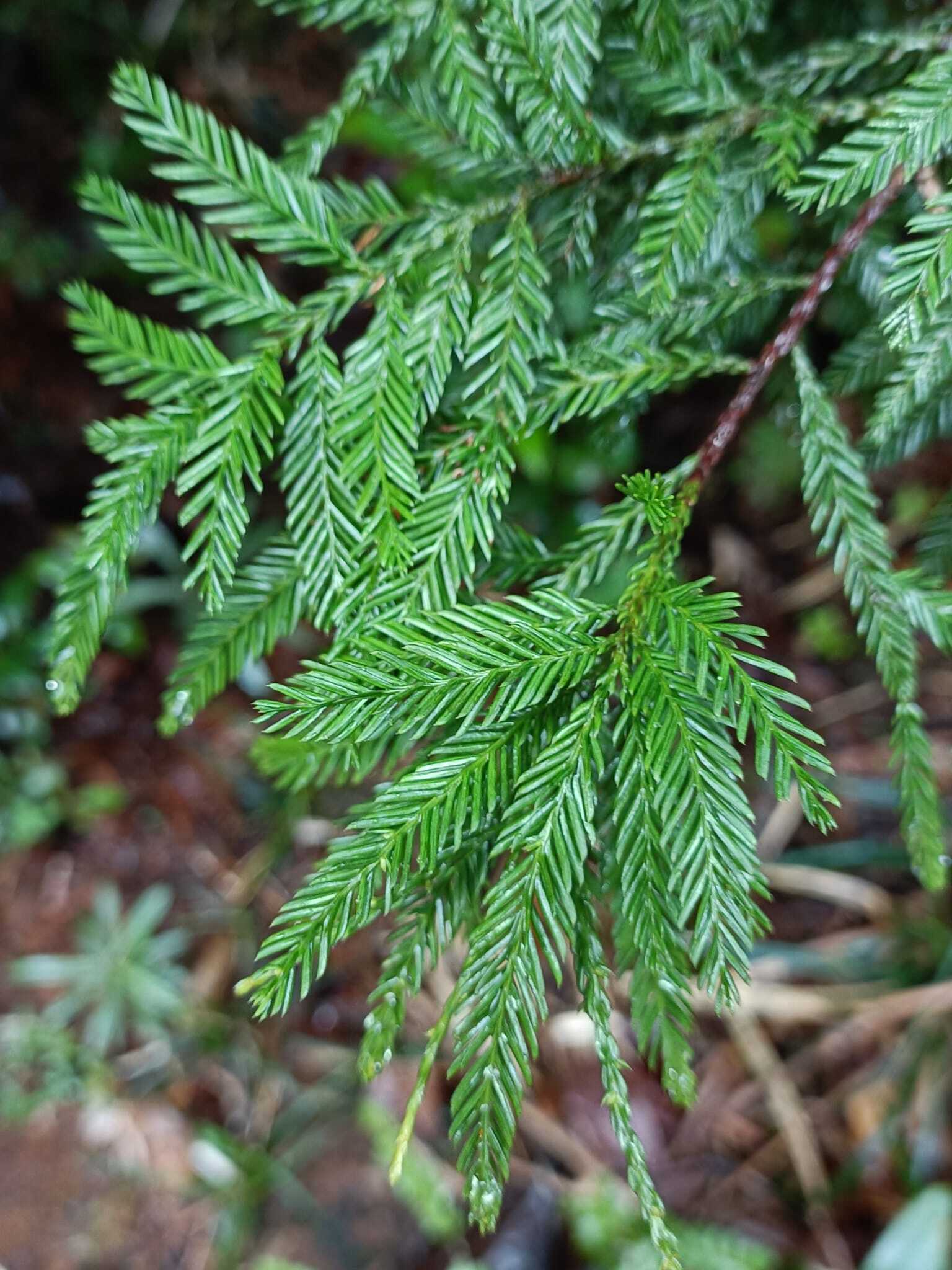 Dacrycarpus vieillardii