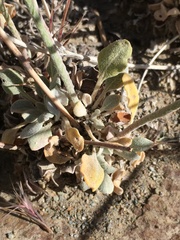 Eriogonum mensicola