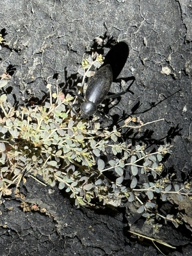 iNaturalist observation photo of Armored Stink Beetle