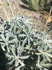 Lupinus magnificus magnificus